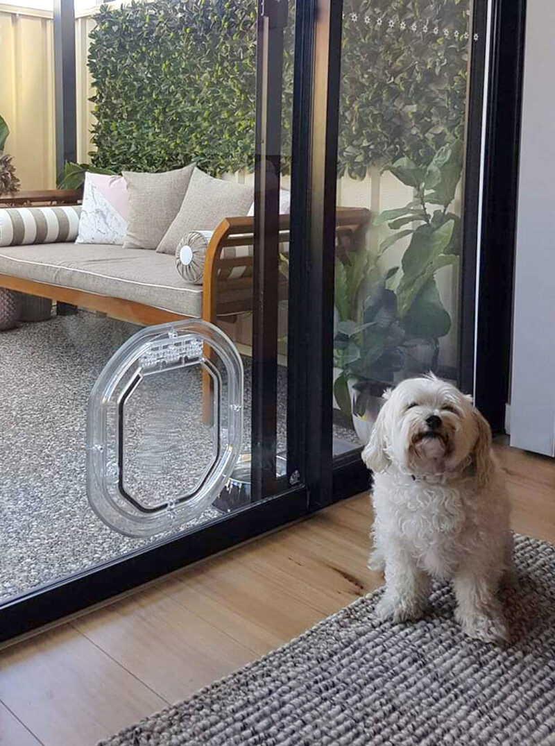 medium-dog-door-for-glass